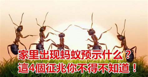 螞蟻出現徵兆 戊寅年出生